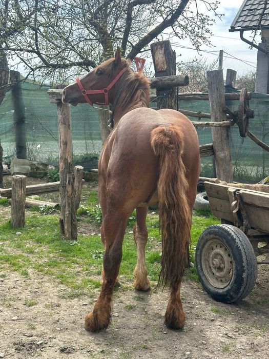 Vând un mânz cuminte