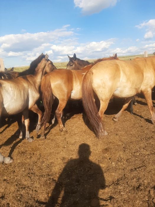 Продажа лошадей Астана