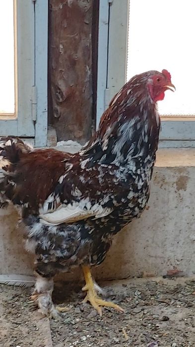 Парселан хўрозлар ва макийон