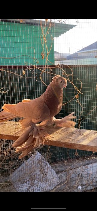 Продажа голуби город Талдыкорган