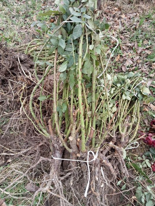 Atirgul kochati stiladi