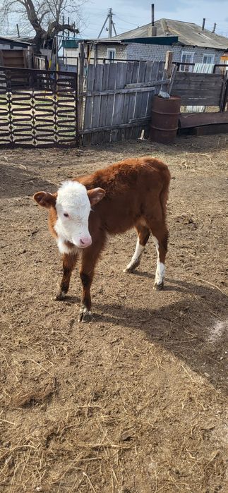 Продам телят 2 голову