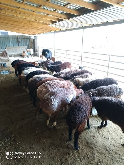 Har xil turkumda qōy qōchqor bor