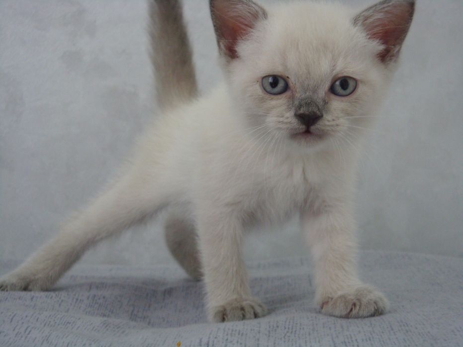 Brito-shotlan mushukchalar