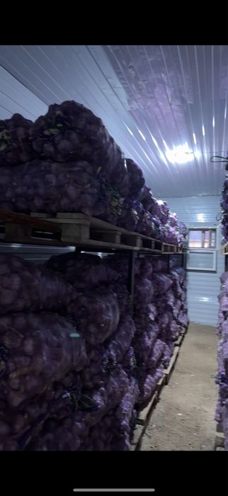 Продам чеснок! Калибр 7,5 +