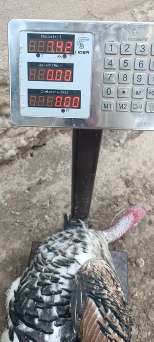 Индук ва индутка