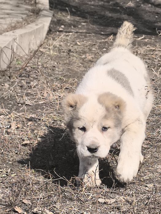 Продам Сао щенки