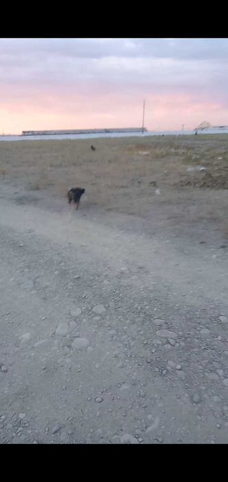 Спаниельдер сатылады