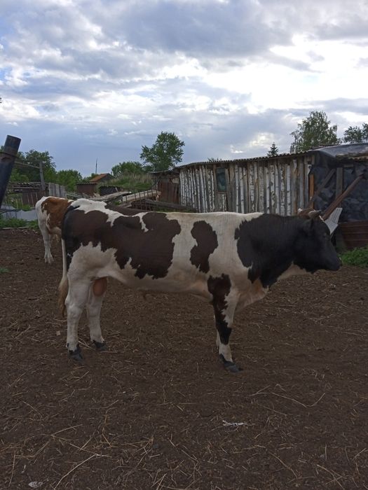 Продам быка 15 месяцев