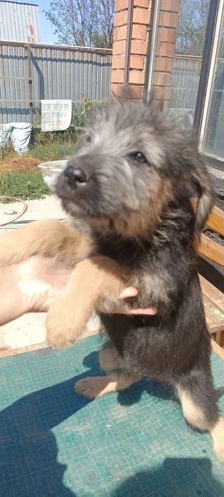Щенята Узынагаш девочки