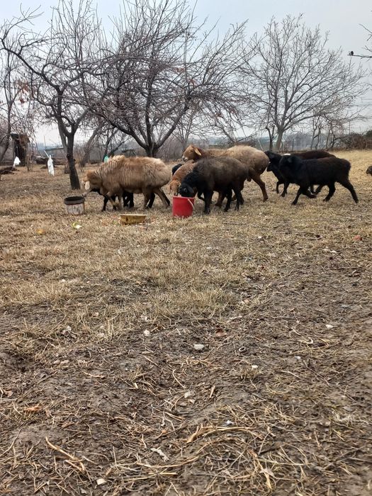 Ona Bola qoyla sotiladi