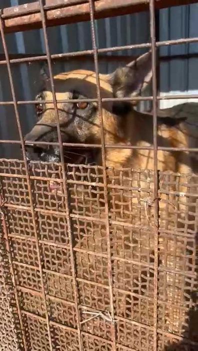 Баксу нужен дом!