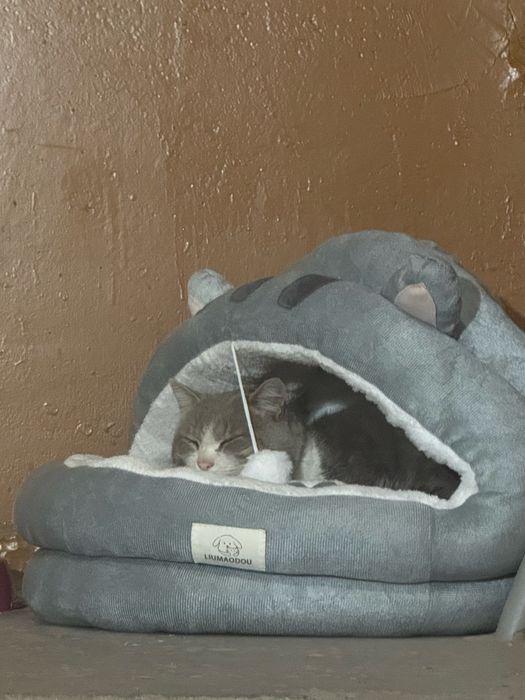 Кот ищет дом и любящих хозяев