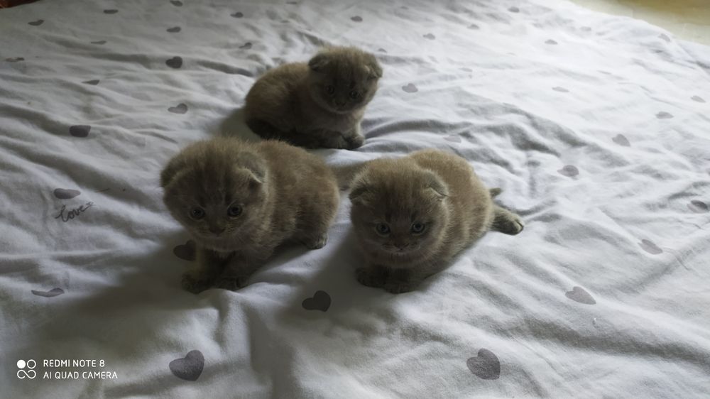 Шотландские Вислоухие котята Фолд