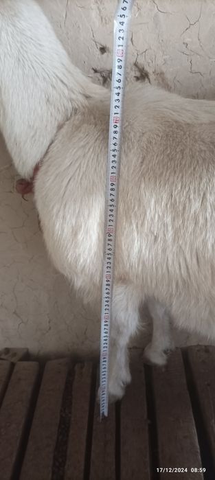 Sogʻin Echki sotiladi