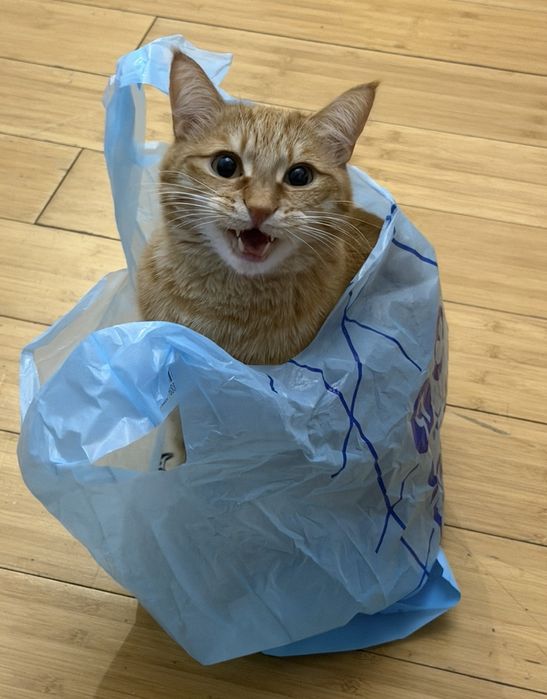 Отдам кота БЕСПАЛТНО