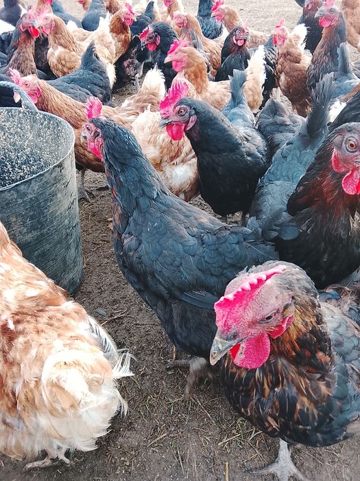 Găini de vânzare Negru de Moravia  și Lohman Brown