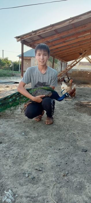 Индийский павлины пара