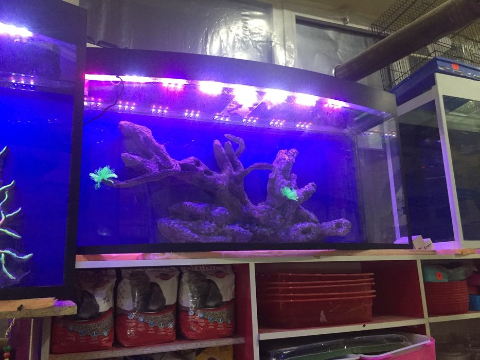 Авални аквариум Узбекистан