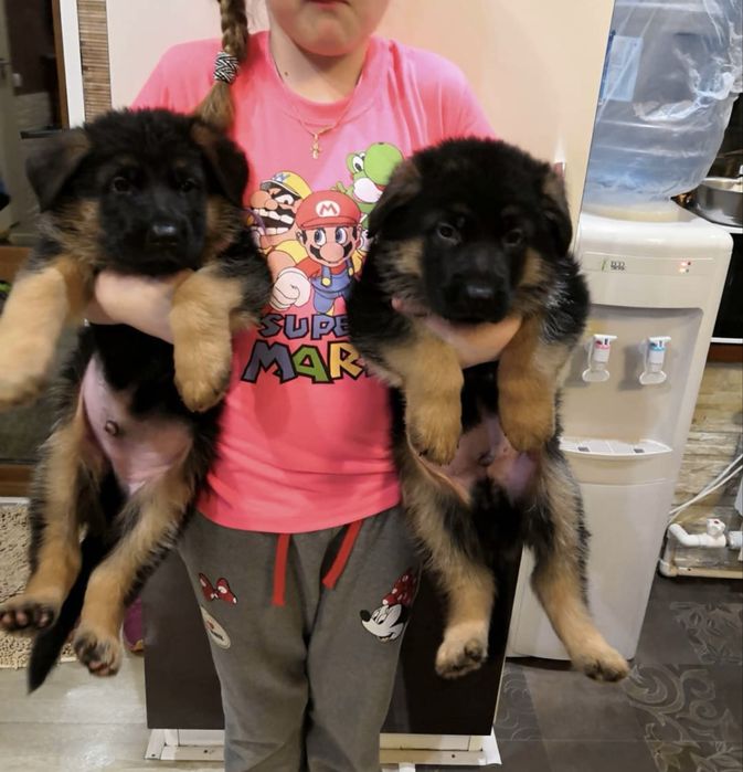 Щенки немца 100% доставка бесплатно