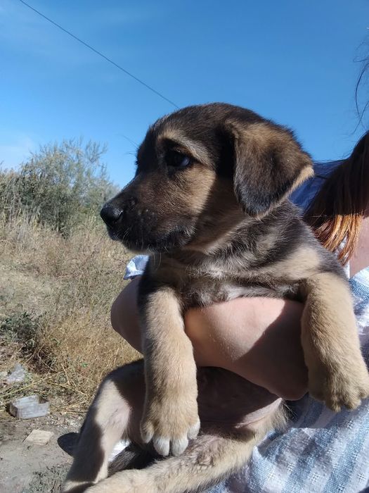 Щенок девочка овчарка 3 месяца