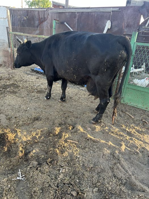 Продается корова дойная