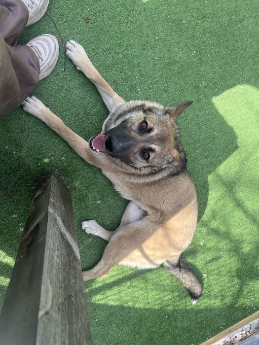 Мая търси дом  белгийска овчарка микс