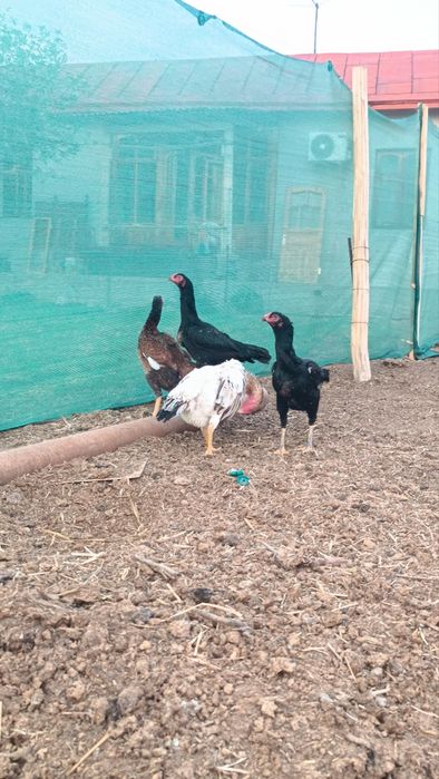 Dakan tovuqlar sotiladi