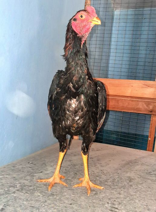 Продам бойцового петушка