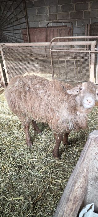 Уш токты быр сек сатылымда.