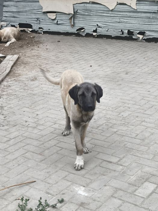 Продам щенка турецкого кангала