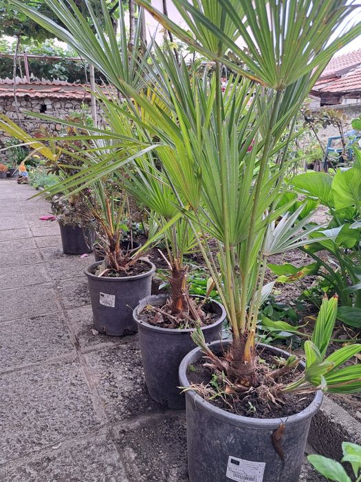 Палма Трахикарпус 80см