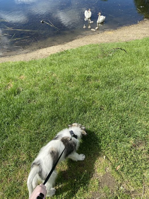 Pet Sitter – bonă pentru pisici sau caini [Arad)