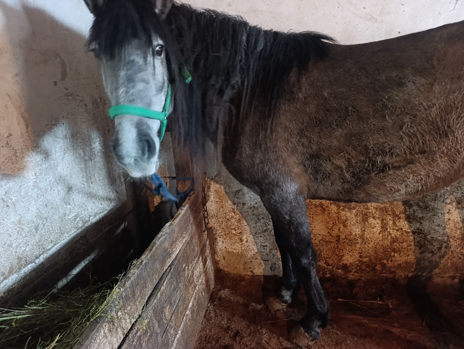 Бин сатылады откорм