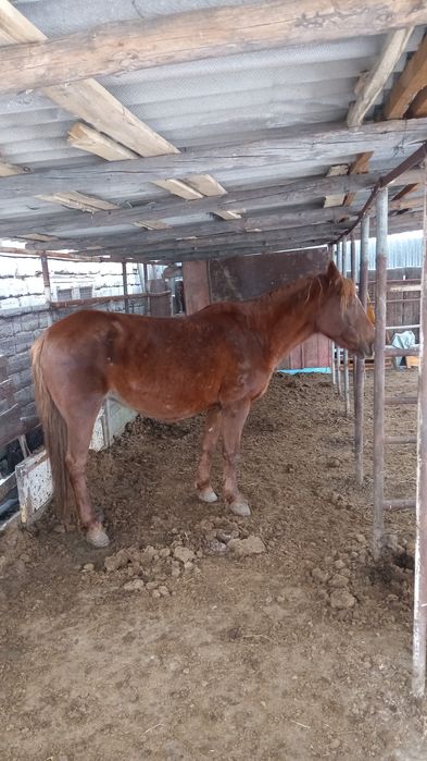 Бие сатылады 3 туған