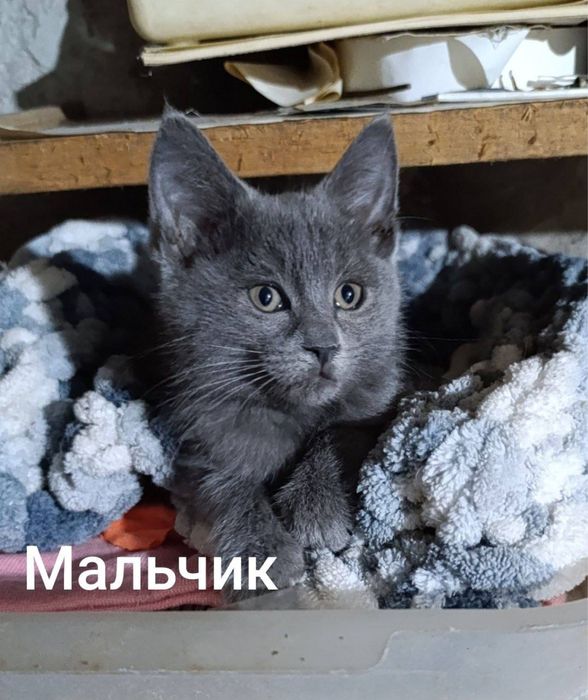 В добрые руки, котята ищут новый дом