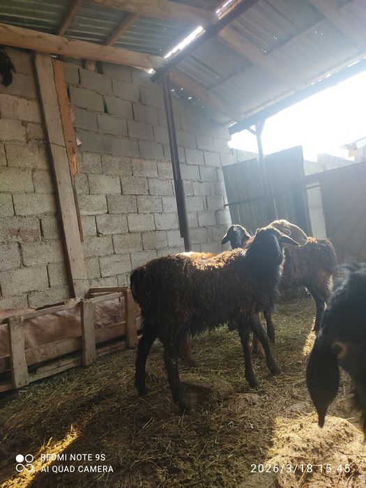 1 жассар семіз қошкарлар