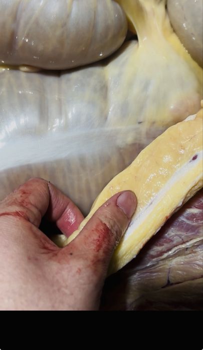 Жабагы на согым 2800