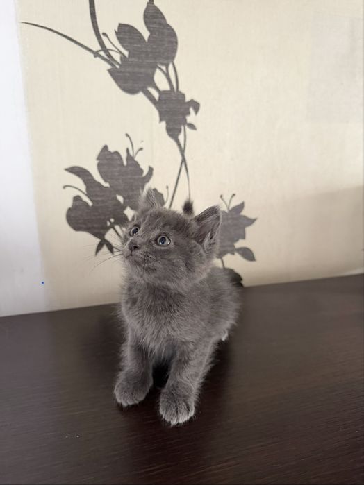 Продам породистых котят