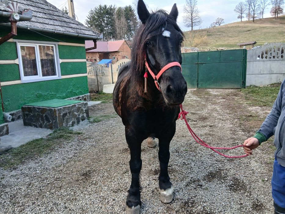 Iapa de vânzare 8 ani