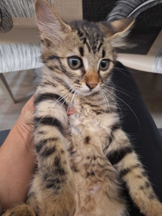Малко пухкаво коте