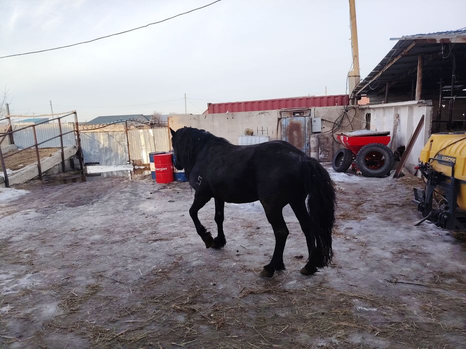 В продаже Жеребцы-Айгыры 5-6 лет