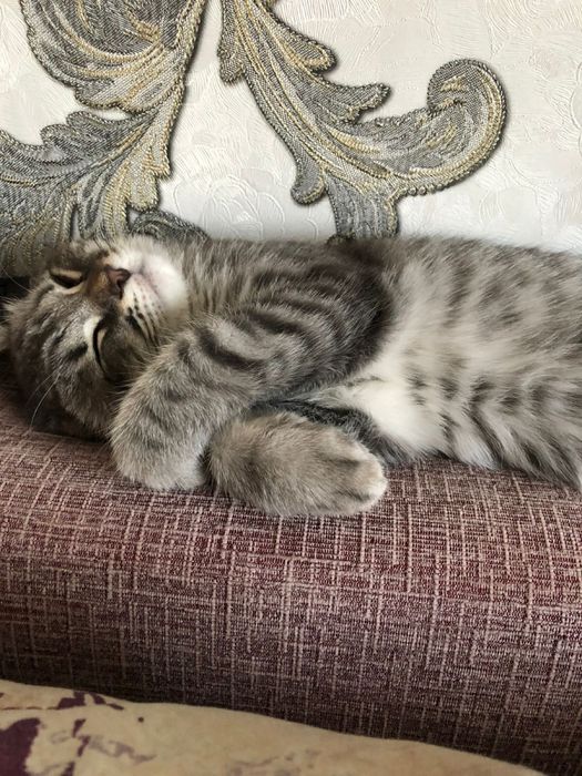 Отдам кота в добрые руки