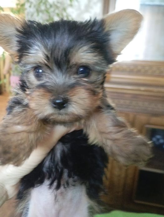 Продам щенка йорк