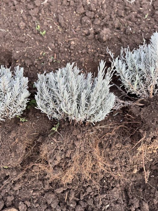 Старт продажи лаванды