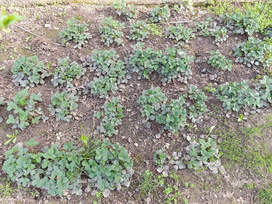 Рассада клубники