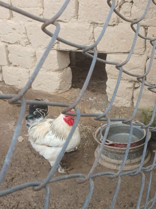 Продается петух цена 4 тысяче