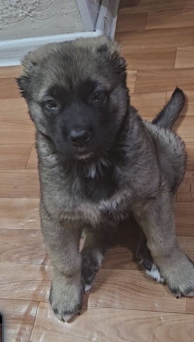 порода САО, ( девочка ) возраст 3,5 мес.