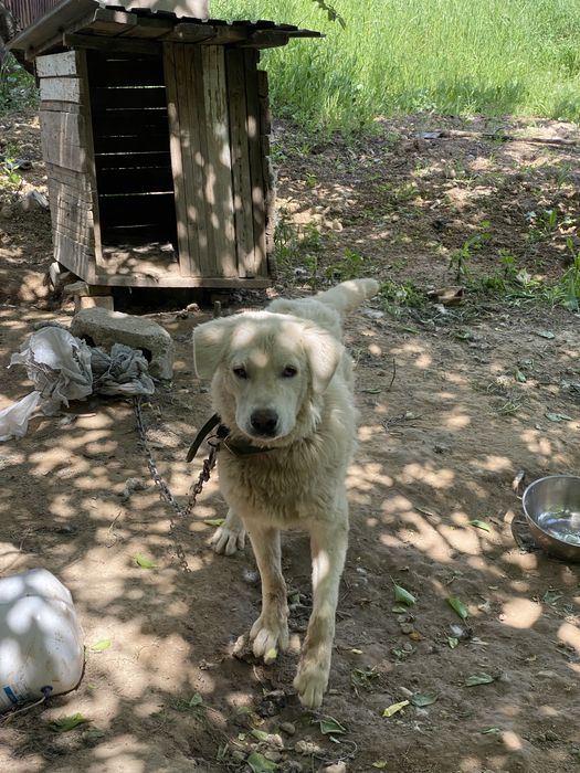 Отдам в хорошие руки пес