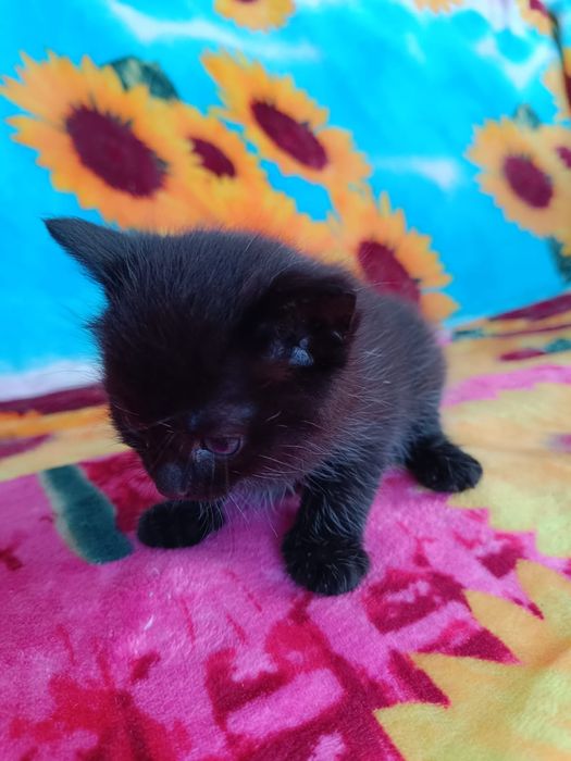 Отдам котят в хорошие руки